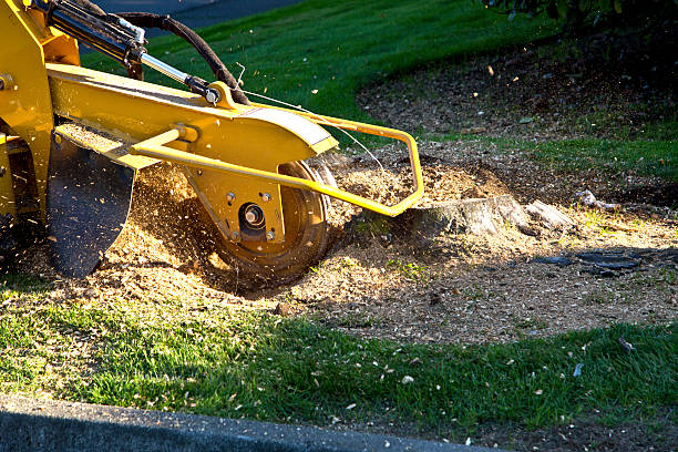  Southgate, KY Tree Removal Pros