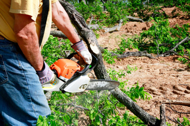 Best Seasonal Cleanup (Spring/Fall)  in Southgate, KY